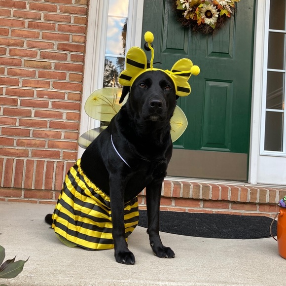 Meet your Posher, Lynda - We are Pet friendly - Picture 5 of 7